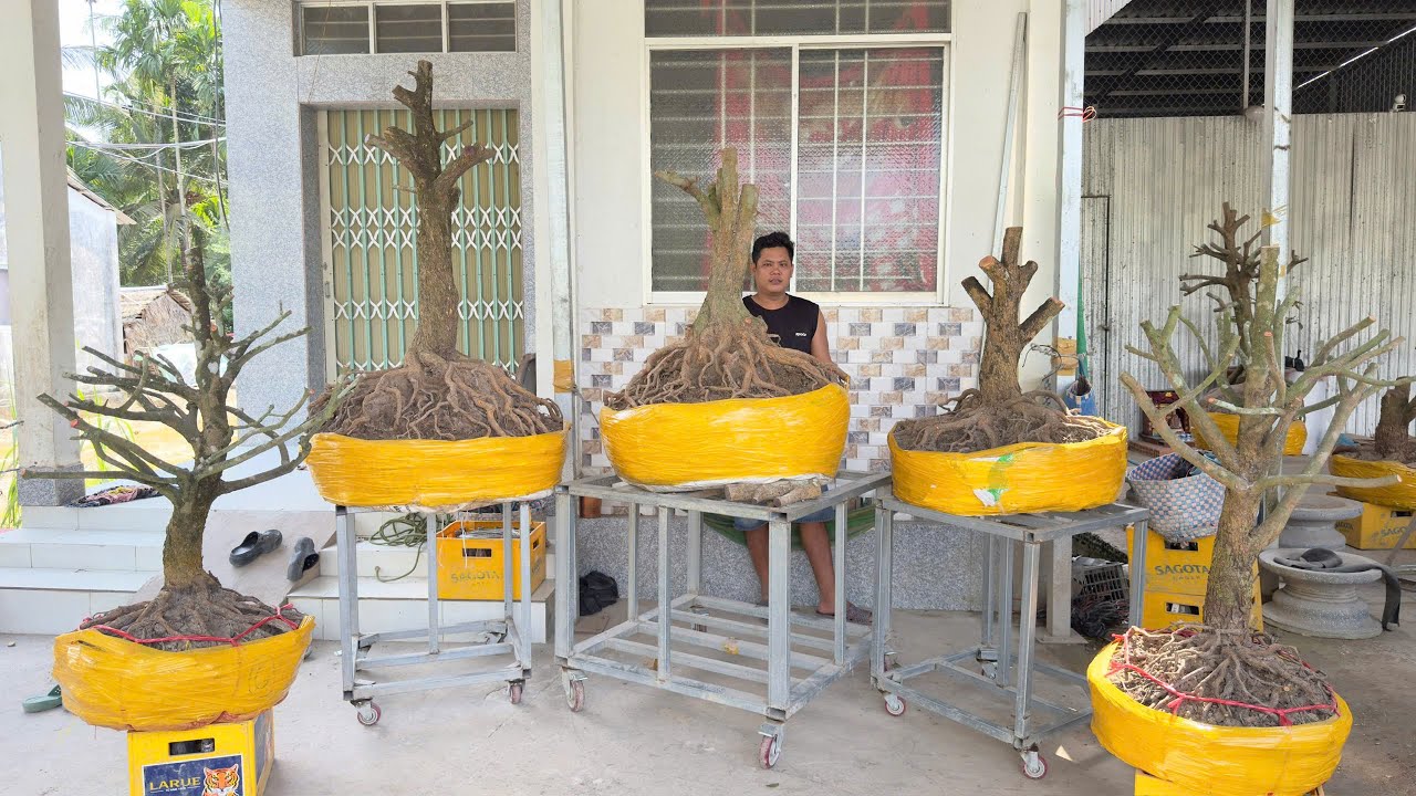PHÔI MAI TỨ QUÝ ngày 25/O1/2O26 (#O377886760 CÓ)-MAI TỨ QUÝ-  @bonsai Can Tho