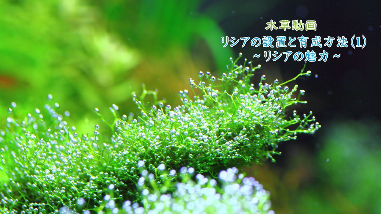 #10.リシアの設置と育成方法(1) ～リシアの魅力～(Growth method of Riccia fluitans)