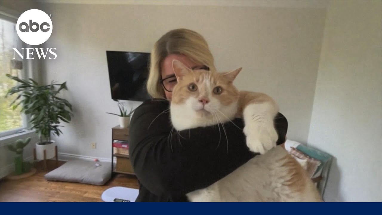 'Kitty Fat Camp' helps overweight cats find homes