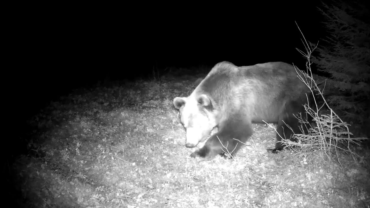 Karu ründab rajakaamerat / Bear attacks trail camera