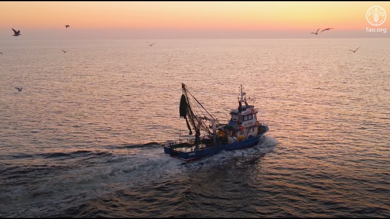 The State of World Fisheries and Aquaculture 2024 | Blue Transformation in Action