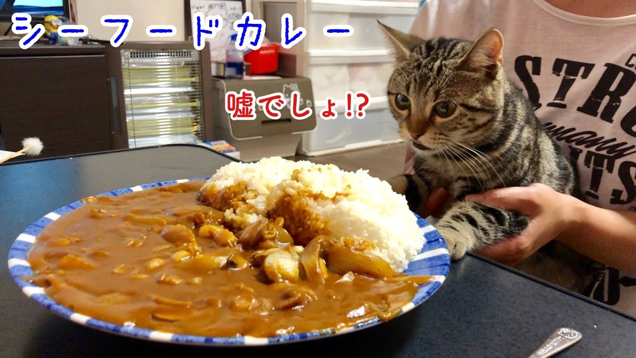 超デカ盛りシーフードカレーの香りに耐えきれず邪魔しに来てしまった猫ｗ
