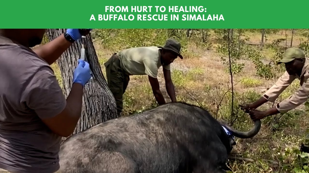 From Hurt to Healing: A Buffalo Rescue in Simalaha