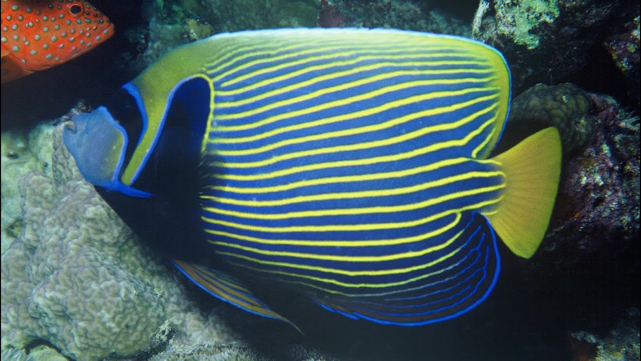 Pez angel emperador / pomacanthus emperador