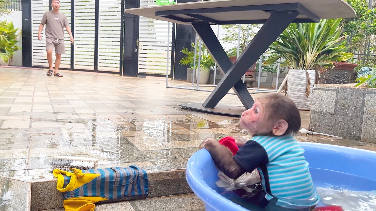 You’ll Laugh! CUBIS Tries to Help Dad but Gets Busted