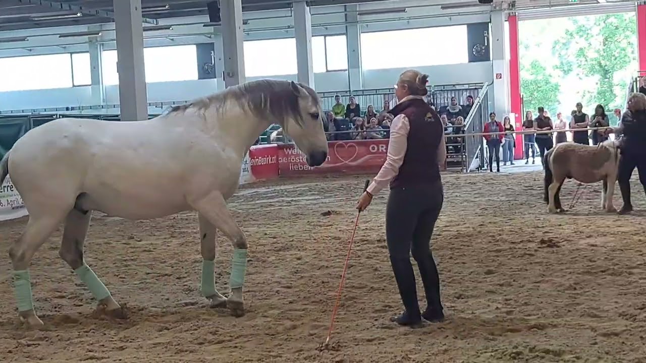 Pferdemesse Wels  Bodenarbeit Vorstellung #horse 