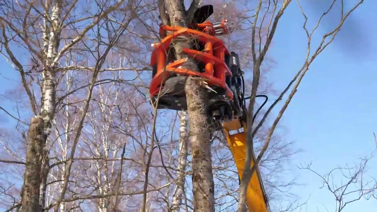 2min and 38sec of Pure Cutting & Tree Felling with KX Tree Shears
