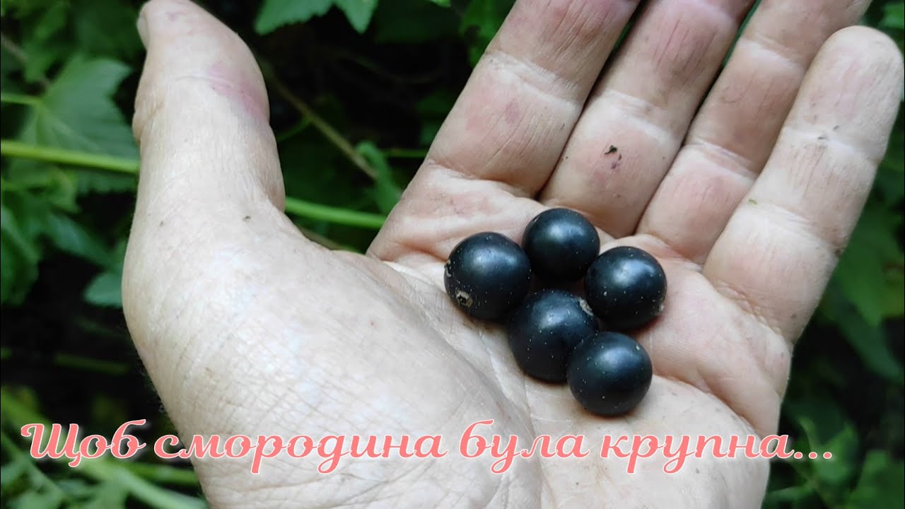 Щоб смородина була крупна