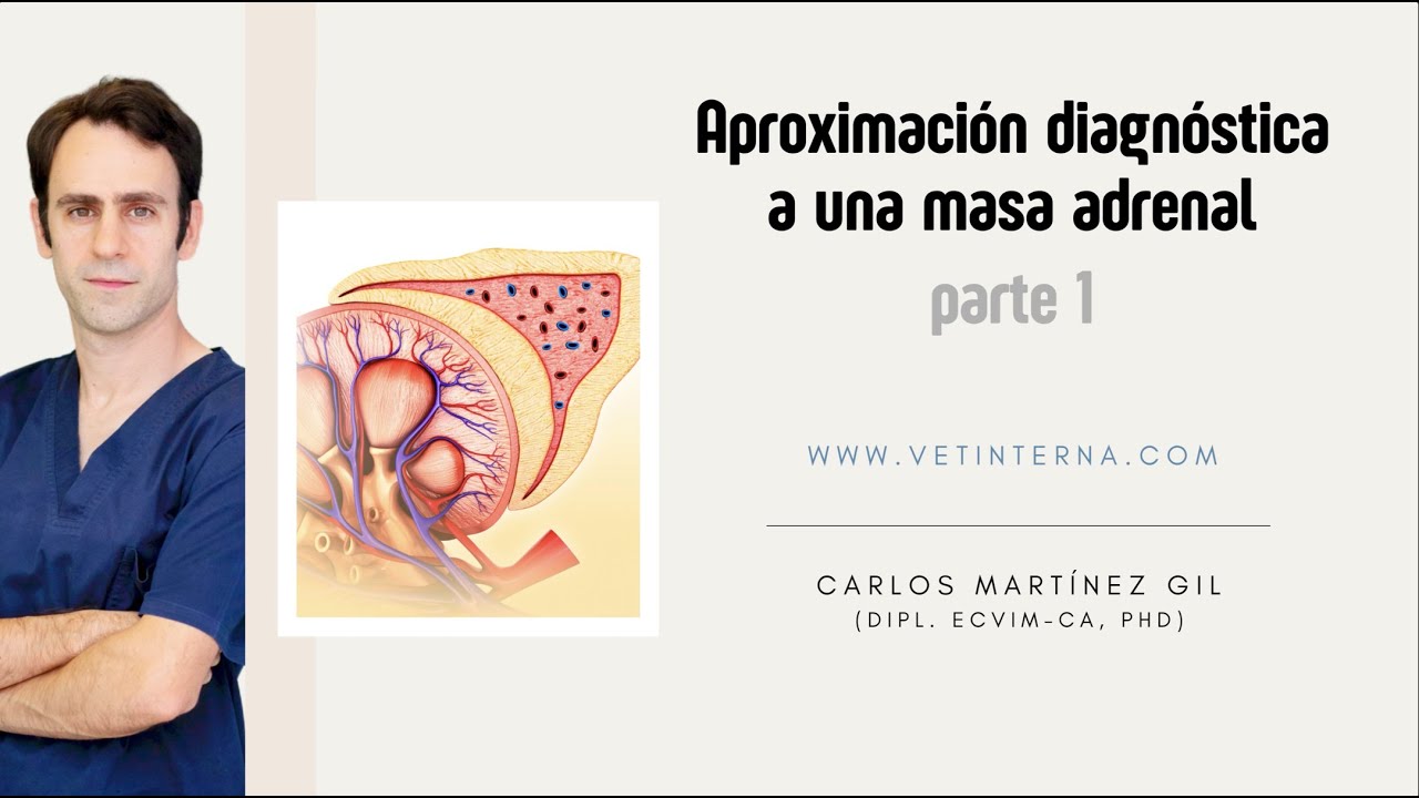 Aproximación diagnóstica a una masa adrenal (incidentaloma) en perros y gatos (1 de 3)