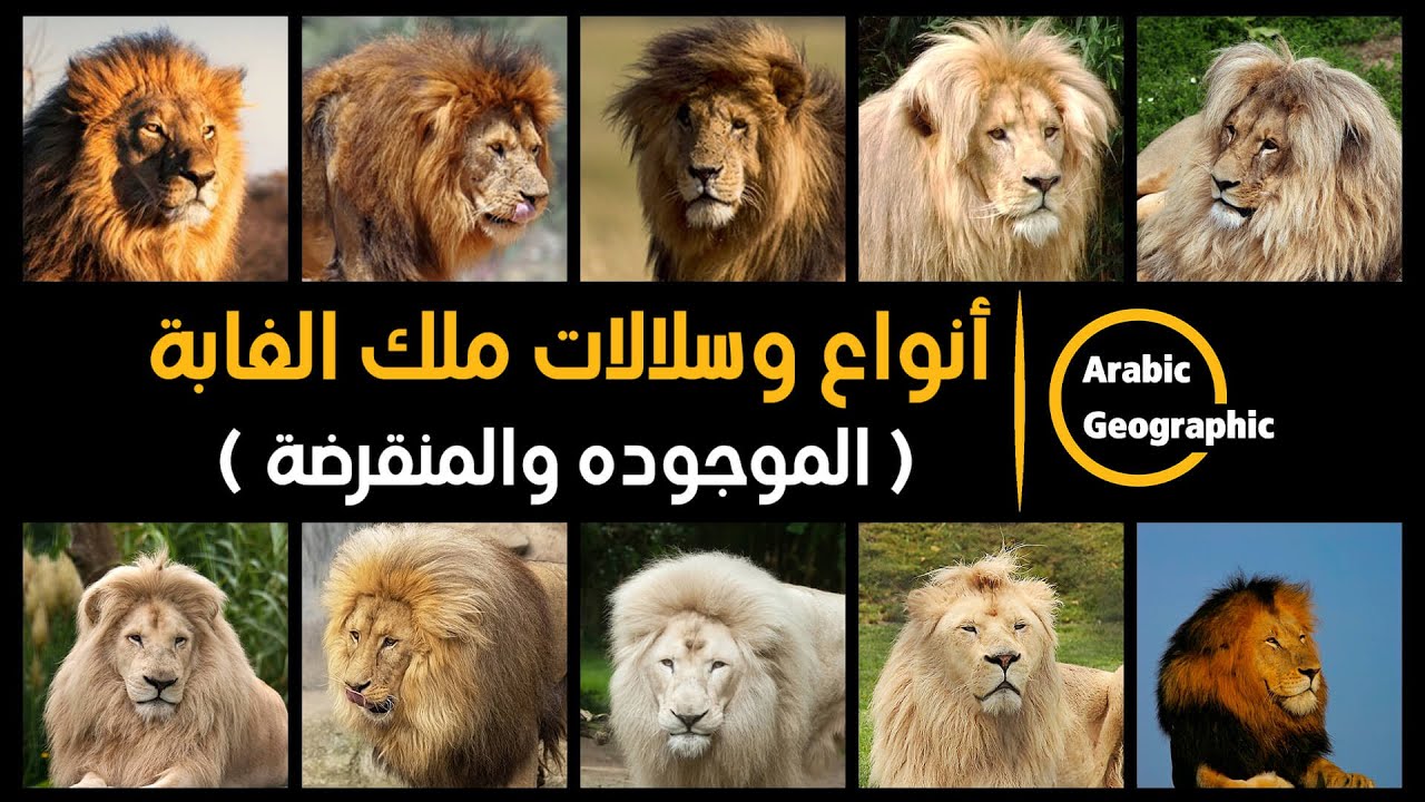 ملك الغابة أنواعه وسلالاته المنقرضة | الحيوانات والحياة البرية