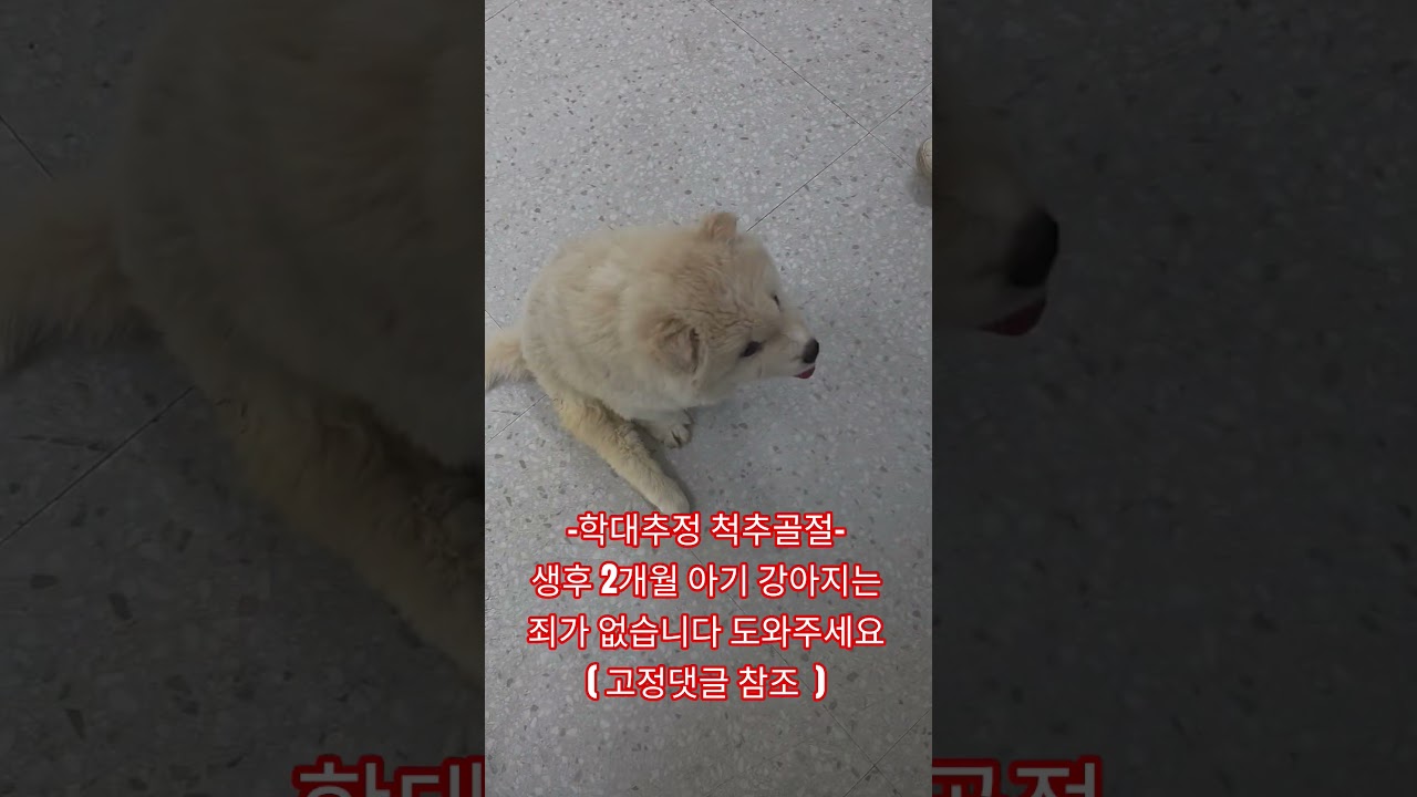 어린 아기 강아지는 죄가 없습니다