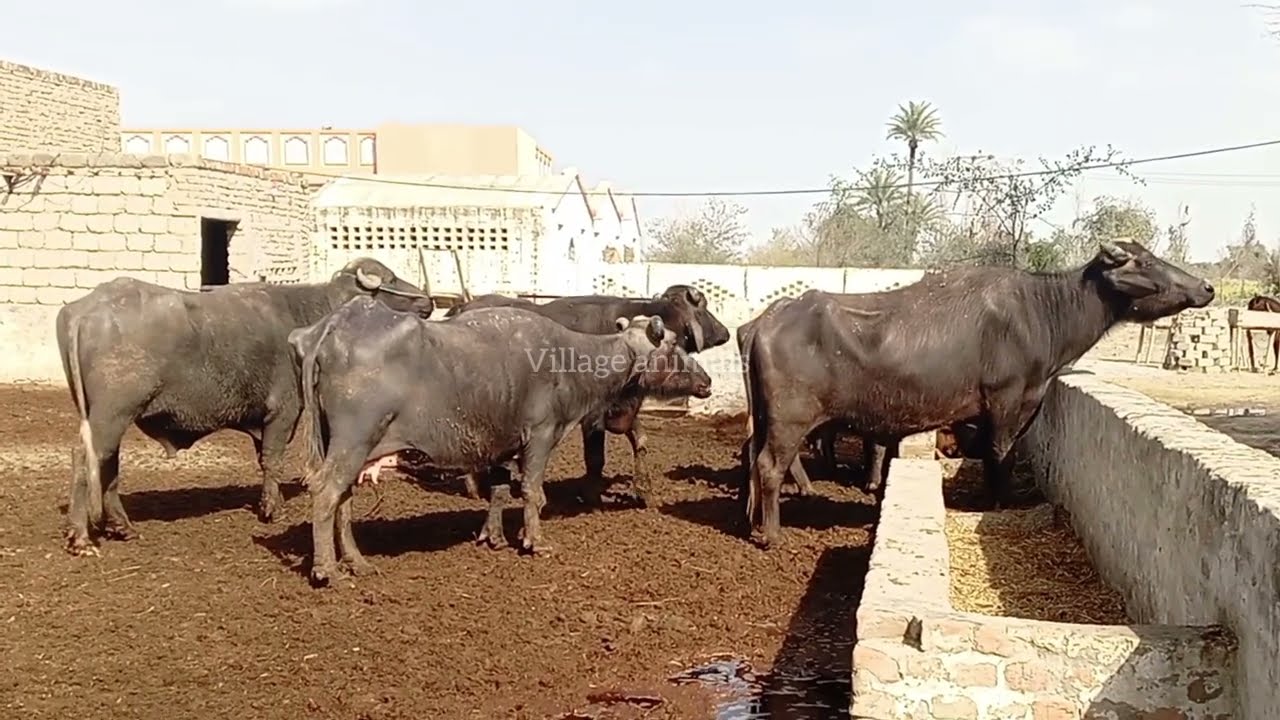 Buffaloes and Horses: The Pride of Village Life 