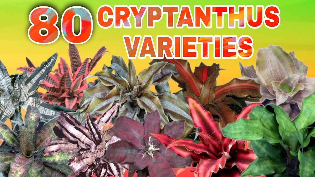 80 CRYPTANTHUS VARIETIES