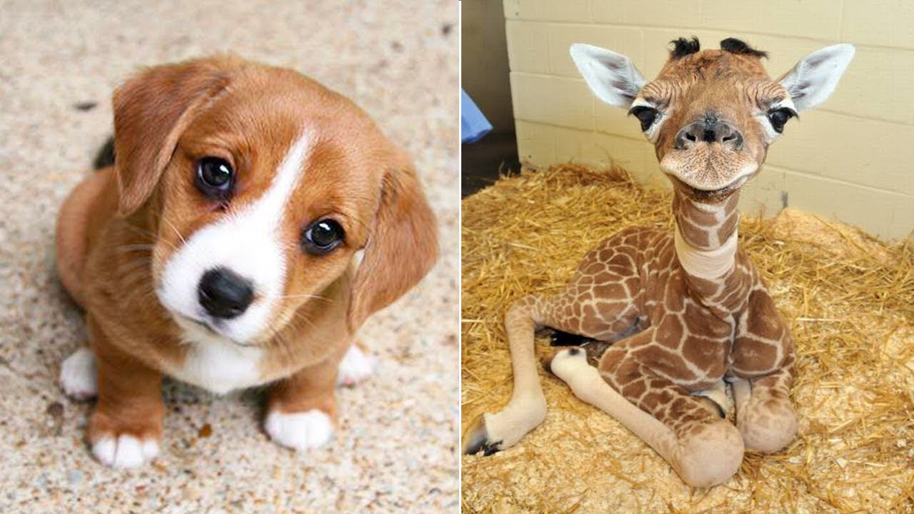 Funniest Animals 2024 😂 Best Funny Cats and Dogs 😻🐶 Part 27 | Cute Baby Dogs