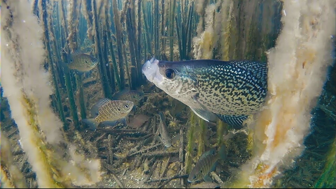 Ice Fishing Clear Water Panfish | Underwater Footage!