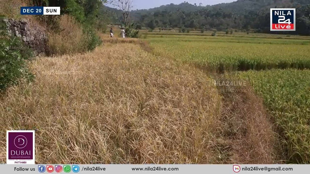 വിളയൂര്&zwj; പഞ്ചായത്തിലെ പാടശേഖരങ്ങളില്&zwj; ഏക്കര്&zwj; കണക്കിന് നെല്&zwj;കൃഷി ഉണങ്ങി നശിച്ചു | VILAYUR, EDAPPALAM