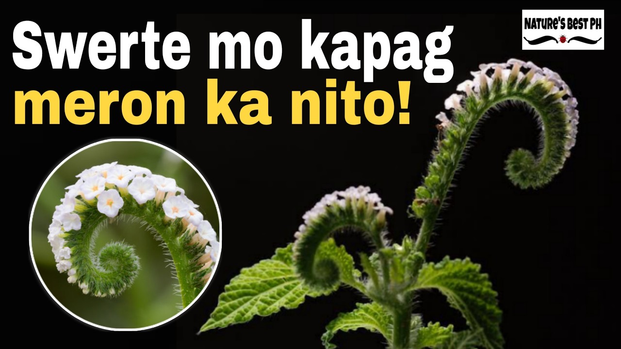 10 Ligaw na halamang gamot at ang benepisyo nito sa ating kalusugan PART 3 | Nature's Best Ph