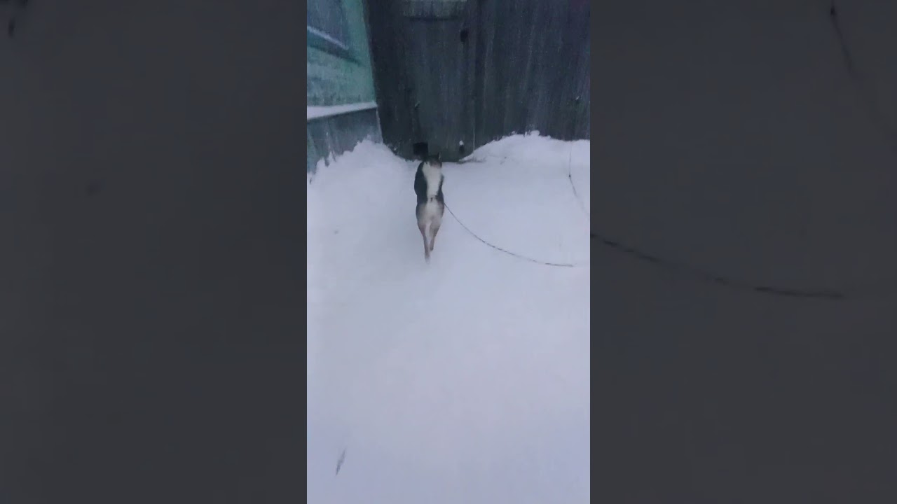 Лайка. 