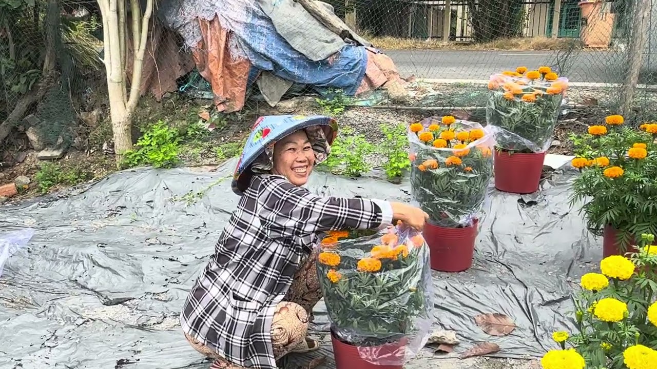 Mùa xuân lợi đến hoa thọ tràn về quê mổi nhà người con việt 