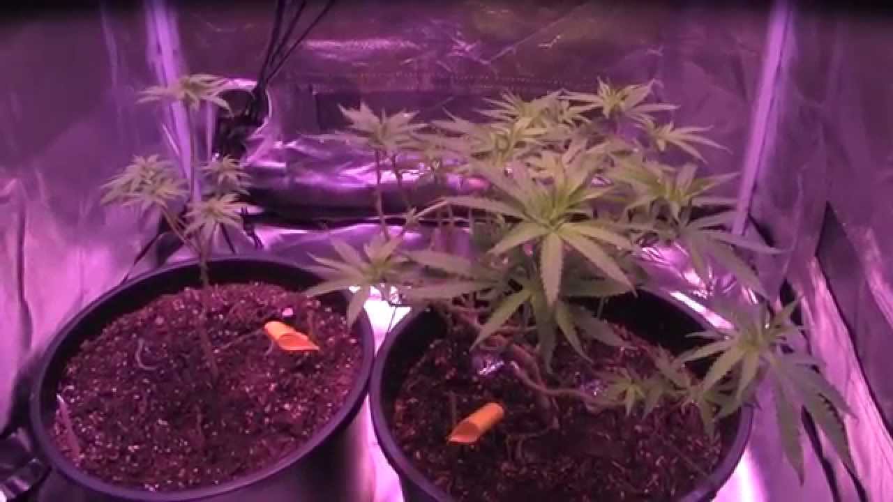 BML LED GROW LIGHTS - Video #6 - Day 10 Flower - Addressing Deficiency Issues