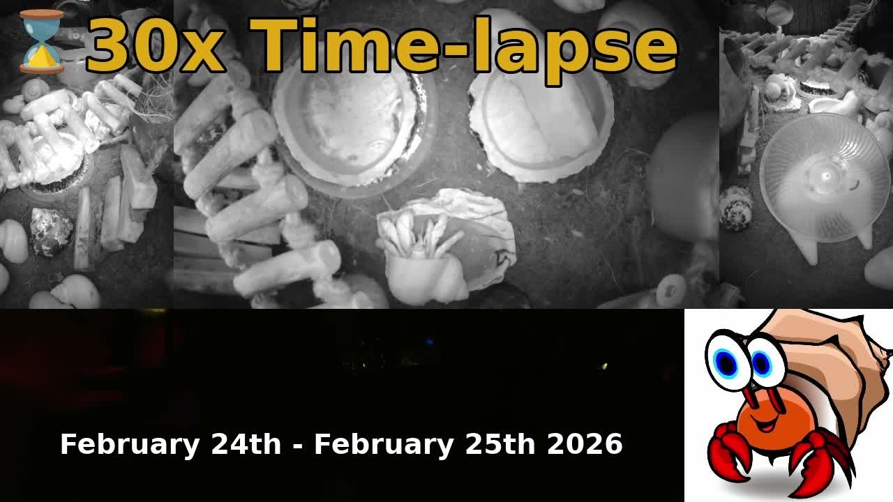 ⌛ Time Lapse of 24x7 Hermit Crab Live Stream February 24th - February 25th 2026 (30x)