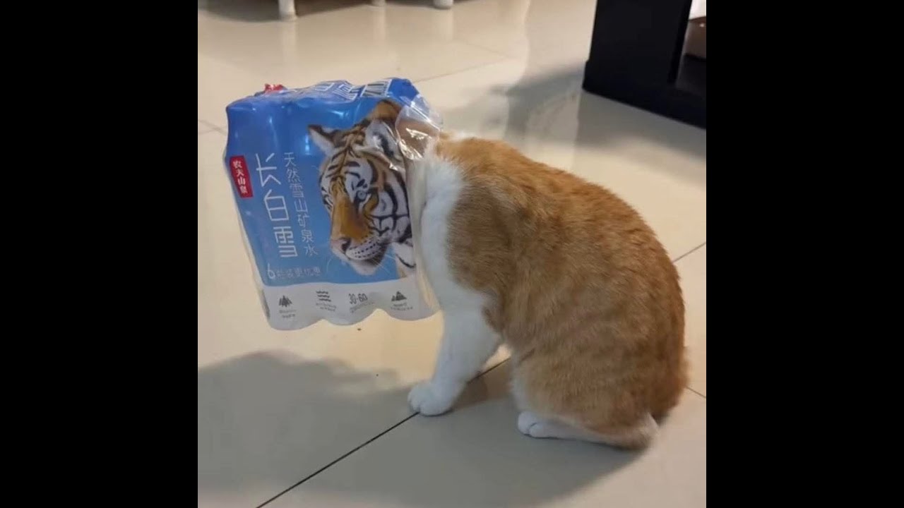 😺 Смешные видео кошек и котят! 🐈 Компиляция новых приколов для хорошего настроения! 😸