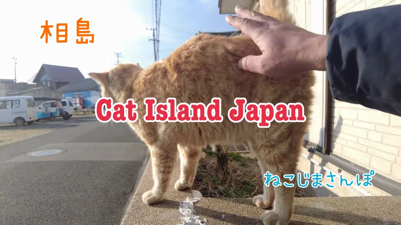 🐈 相島 ⚓ なでなで好きなチャトラと猫たちの日常