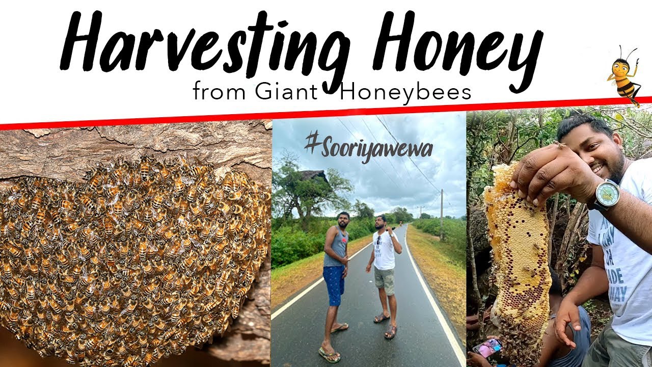 Harvesting Honey from Giant Honeybees in Sooriyawewa, Sri Lanka | TRIP PISSO Vlog #53