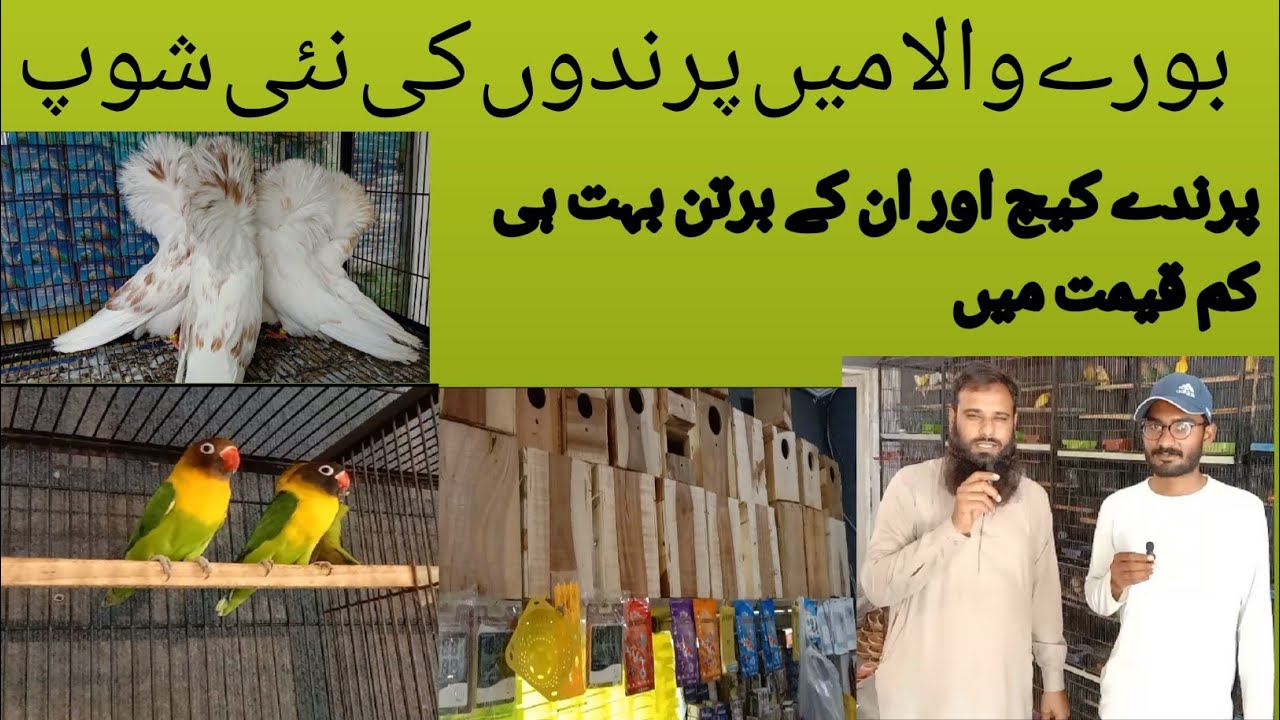 Burewala birds market update( 1,Aug,2023) Burewala ma love birds cocktail Ringnecks parrot availabl