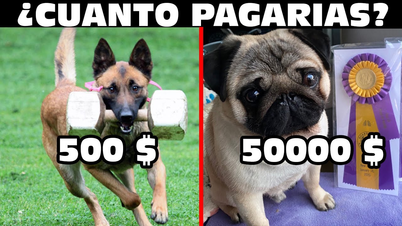 💰Cuánto PAGARÍAS por un PERRO deportivo y por uno de show?