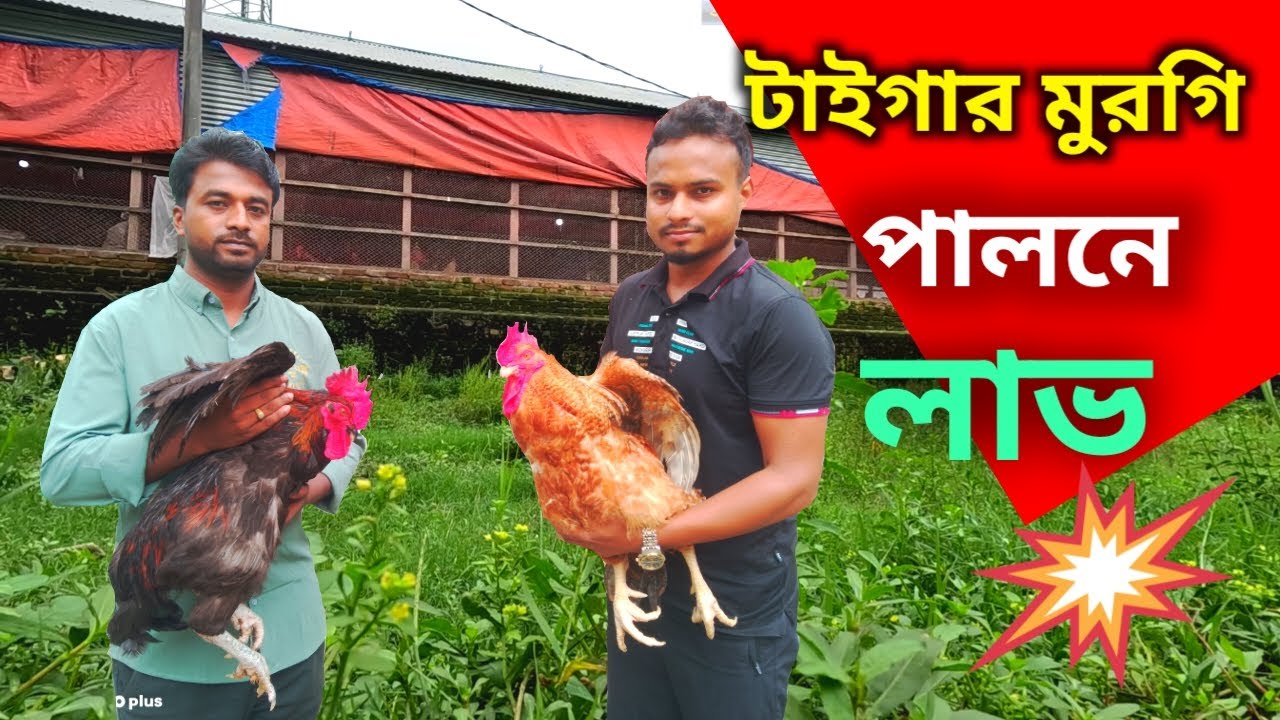 টাইগার মুরগি পালনে সতিই কি লাভ ।। পালন পদ্ধতি খামারে টাইগার মুরগি ।। মায়া বাংলা BD