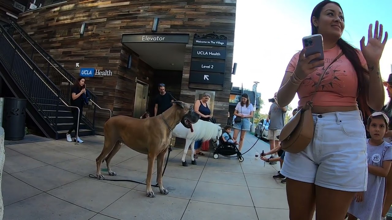 Cash 2.0 Great Dane and Rowdy the mini horse at the Westfield outdoor mall 1