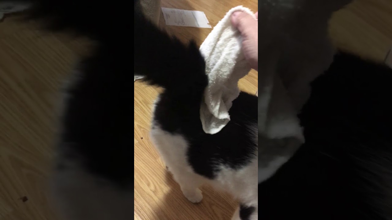 How to keep your cool cat cool!