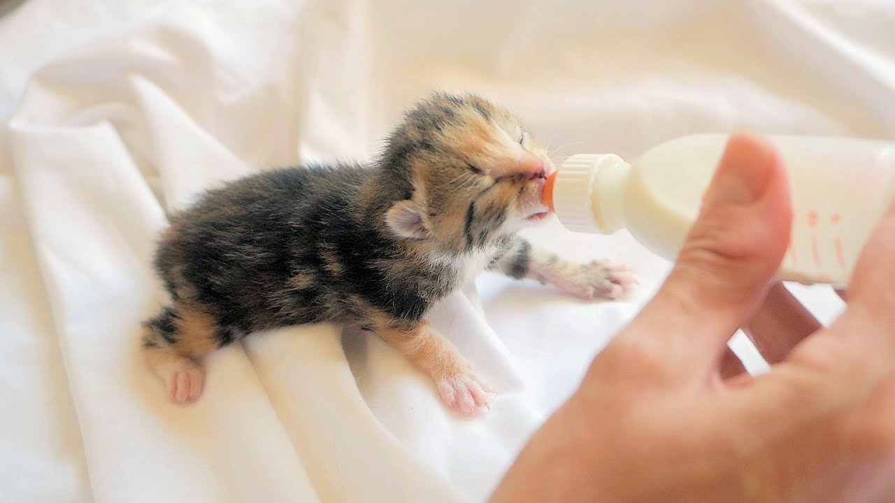 Baby Kittens Drinking Milk