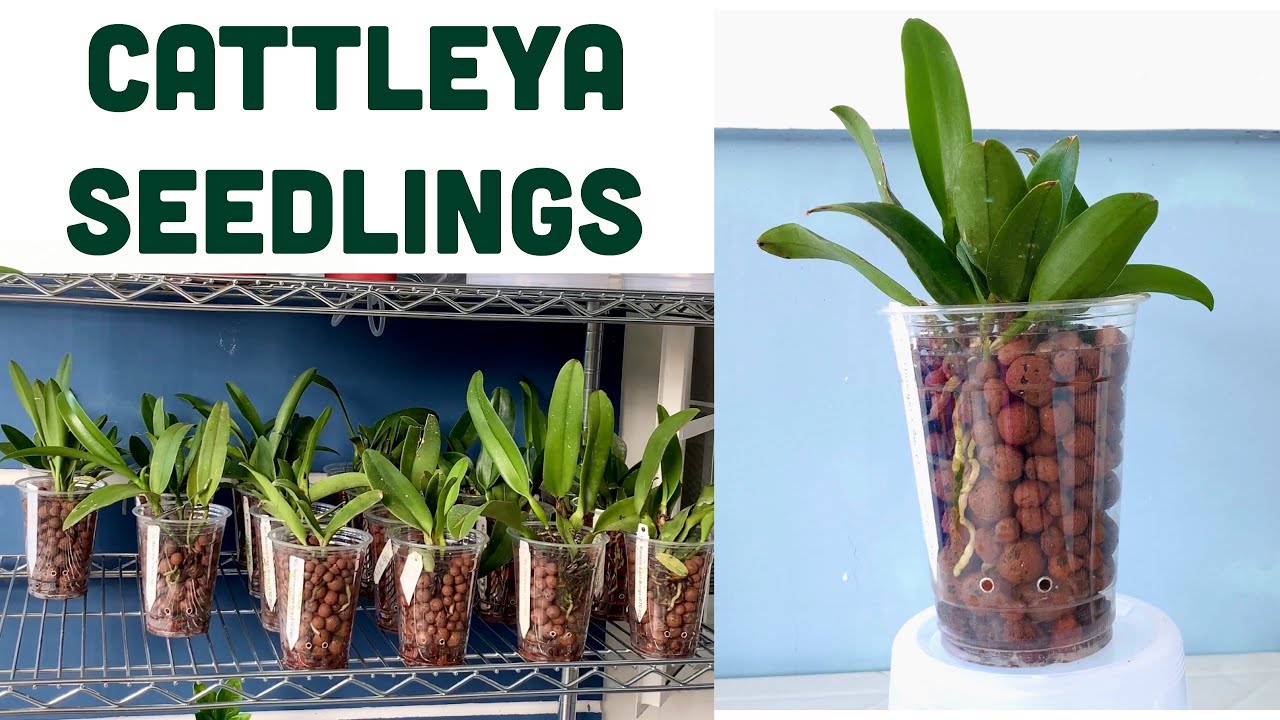 MOVING CATTLEYA ORCHID SEEDLINGS TO THEIR NEW HOME + COLLECTION | Pag Aalaga ng Cattleya Seedlings