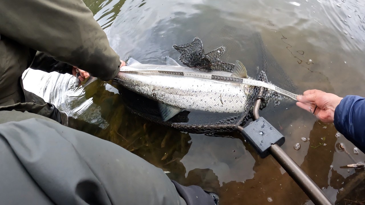 A salmon Season on the Wye