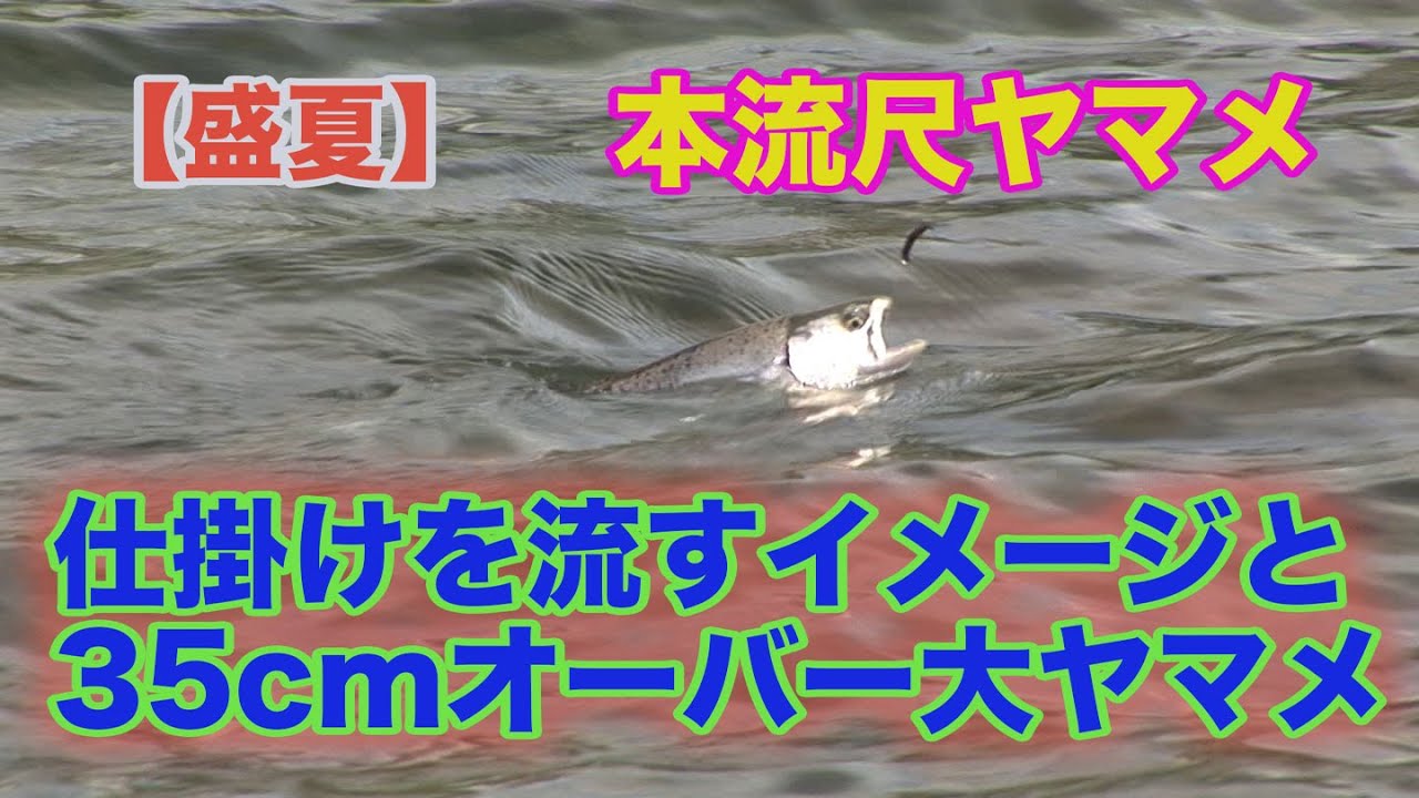 井上聡 本流尺ヤマメ 【盛夏】仕掛けを流すイメージと35cmオーバー大ヤマメ