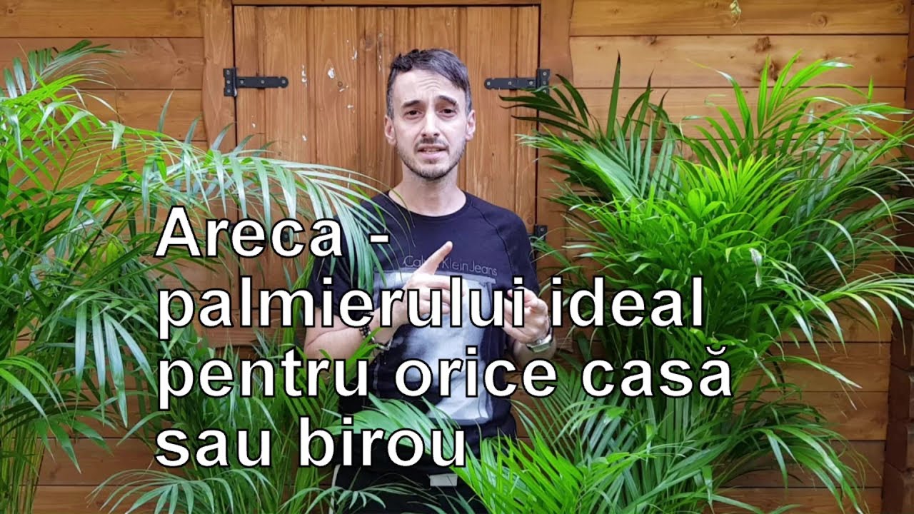 ARECA -Palmierul perfect pentru interior (Recomandat NASA)