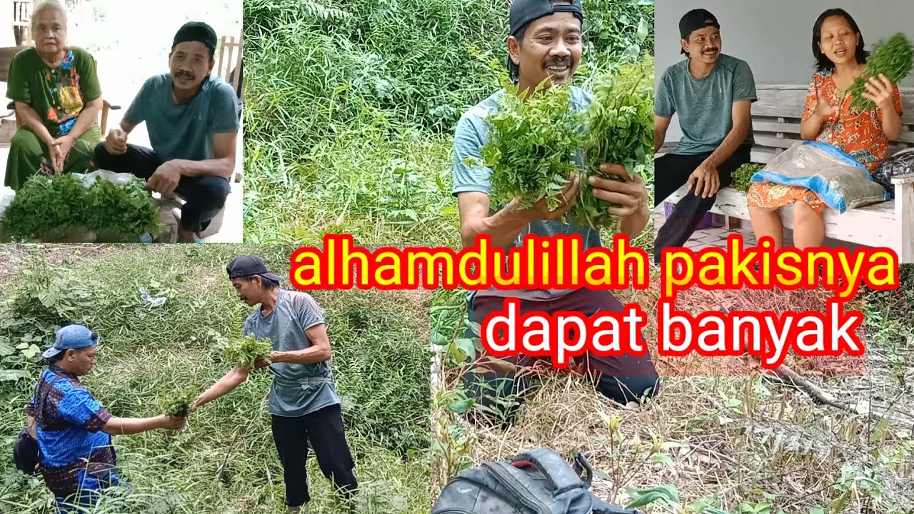 Refresing ke hutan  !!  Nyari sayur pakis