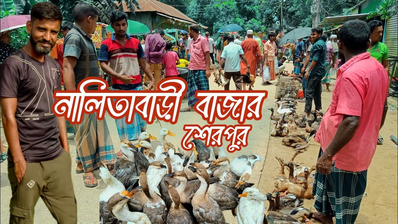 ঐতিহ্যবাহী নালিতাবাড়ী দেশীয় হাঁস মুরগির বাজার। বাজার তো নয় যেন হাঁস মুরগি রাজ্য