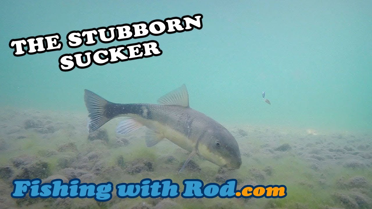 The Stubborn Sucker | Fishing with Rod