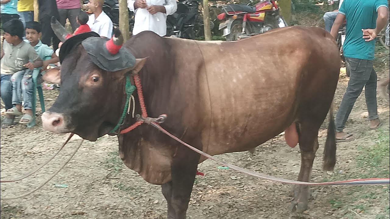 বাছাই করা কিছু ষাঁড় ☠️💀 #video #viral #shortvideo #bull #viralvideo #vairalvideo 