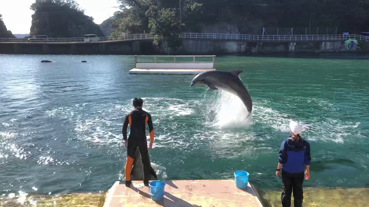 静岡県下田海中水族館の凄いイルカショー🐬