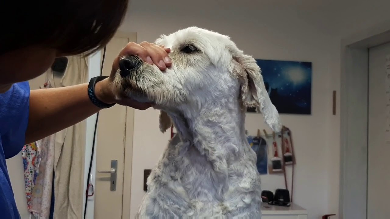 Goldendoodle 