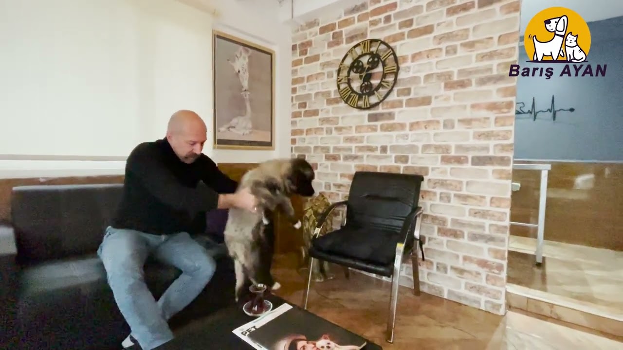 Kafkas Çoban Köpeğini Tanıyalım