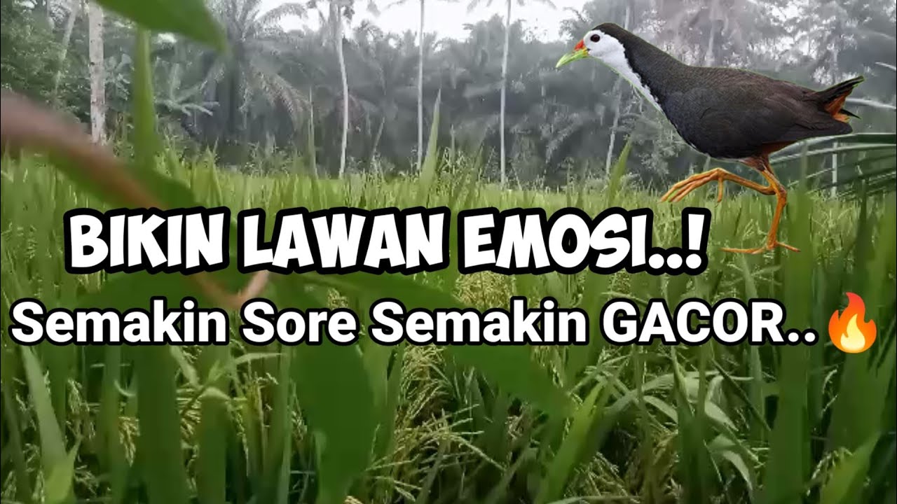 Gacoor...🔥🔥 Suara burung truwok bikin lawan emosi