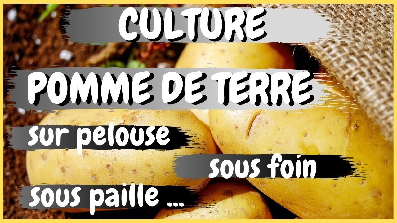 pommes de terre sur pelouse , sous foin ou sous paille !