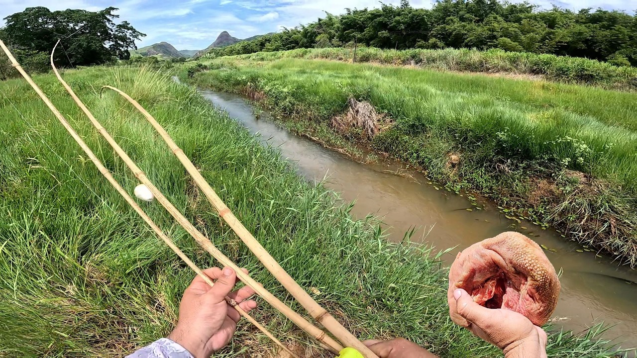 LÍNGUA BOI COM VARINHA DE BAMBU NO CÓRREGO!! Em busca do tira gosto... Pescaria Caipira