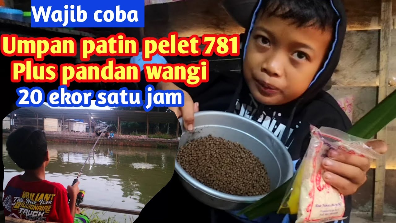 Umpan patin pelet 781 plus pandan wangi jamin gacor wajib coba.