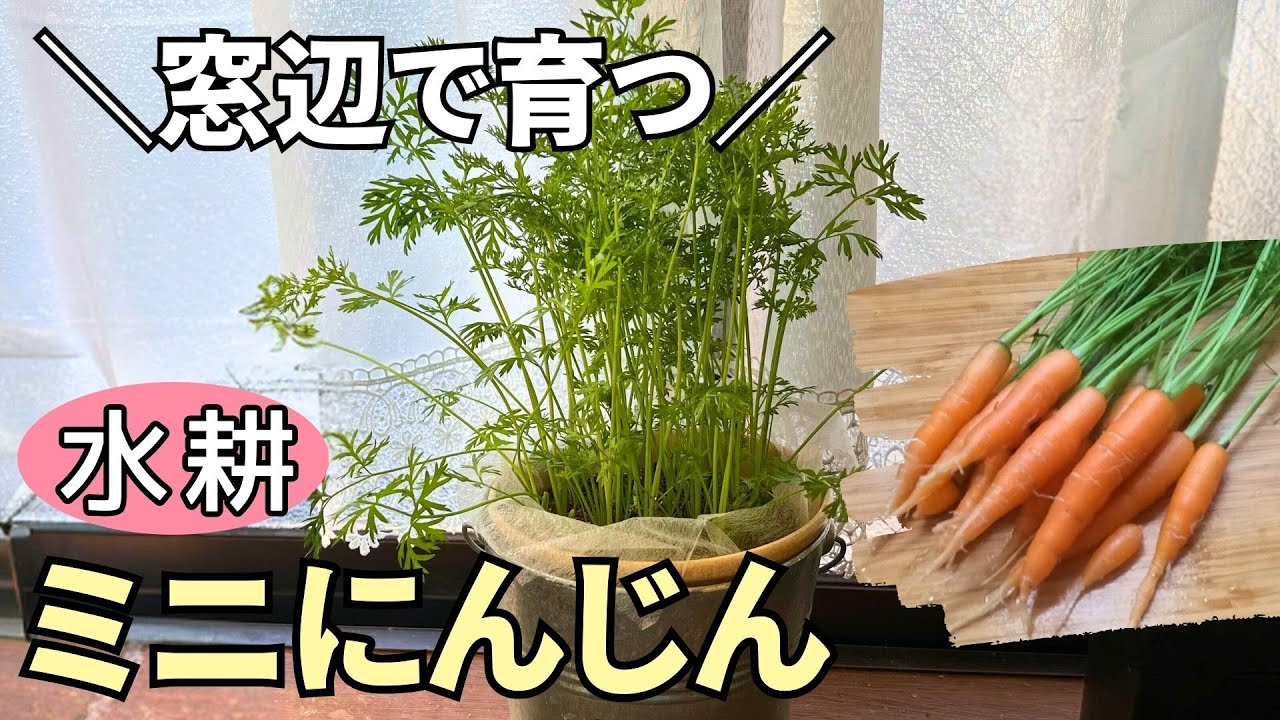 【ミニ人参 水耕栽培】虫の心配なし♪窓辺で鑑賞しながら育てる🥕（種まき～収穫まで）